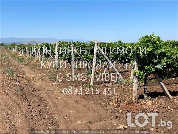 Код 70072. 20дка, перфектно отгледано десертно лозе на 10 год., сортов..
