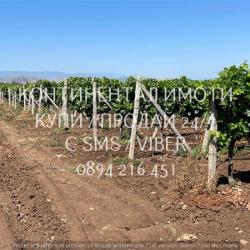 Код 70072. 20дка, перфектно отгледано десертно лозе на 10 год., сортов..