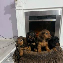 Кученца джудже дакел с дълга козина