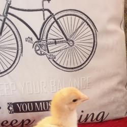 Пиленца Брама