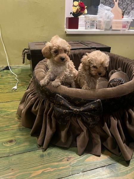 Много малки играчки пудели