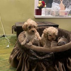 Много малки играчки пудели