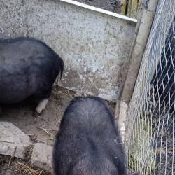 Виетнамско прасенце, мъжко