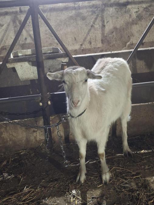 ярета мъжки и женски