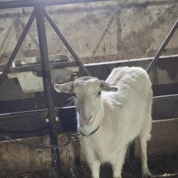 ярета мъжки и женски