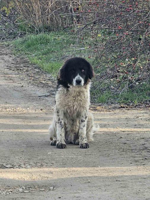 Каракачанка