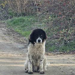 Каракачанка