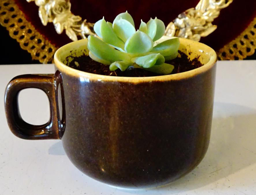 Сукулент Echeveria runionii Topsy Turvy в чаша.