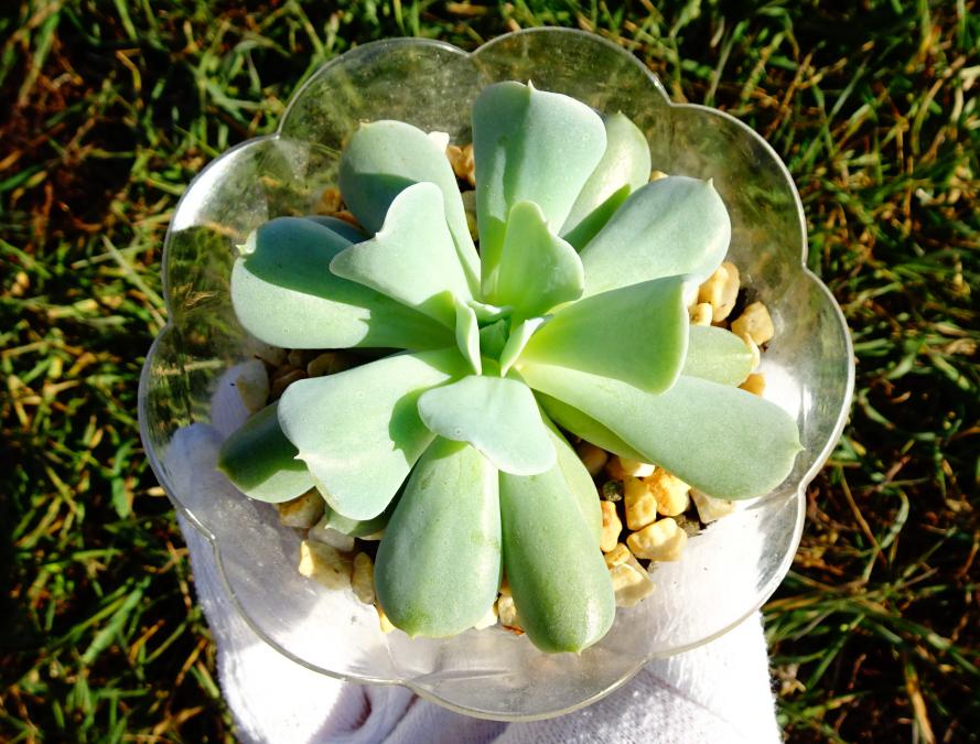 Сукулент Echeveria runionii Topsy Turvy.