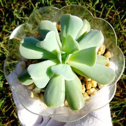 Сукулент Echeveria runionii Topsy Turvy.