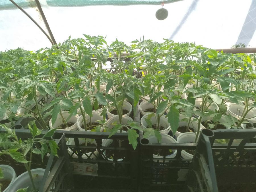 Продавам пикиран разсад домати