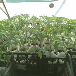 Продавам пикиран разсад домати