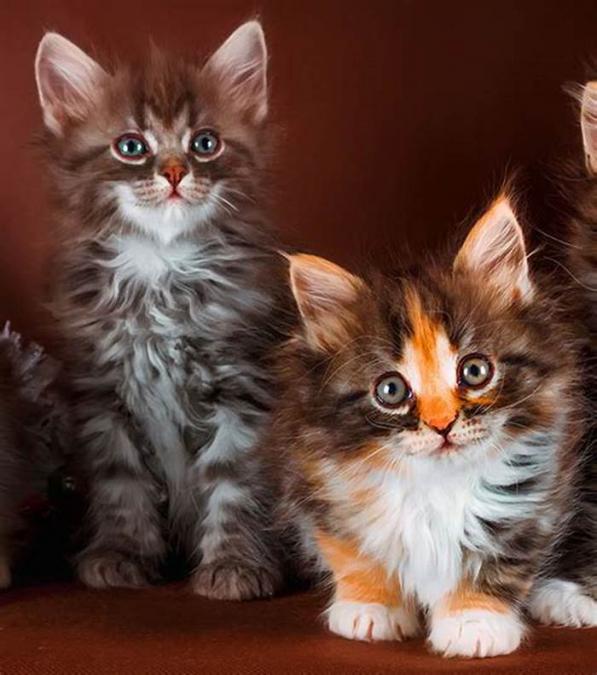 Gccf регистрирано родословие Maine Coon Kittens