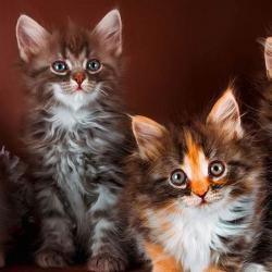 Gccf регистрирано родословие Maine Coon Kittens