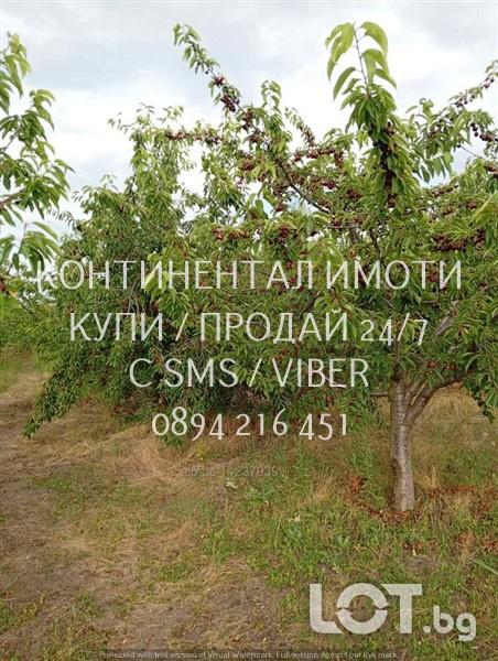 Код 70004. Плододаваща черешова градина 9500м2, разположена на стената