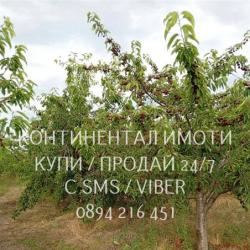 Код 70004. Плододаваща черешова градина 9500м2, разположена на стената