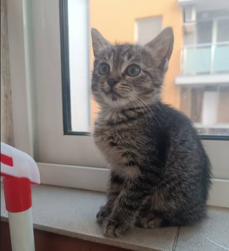 Коте търси дом
