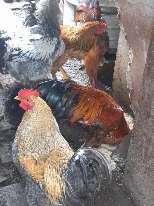 Домашни петли