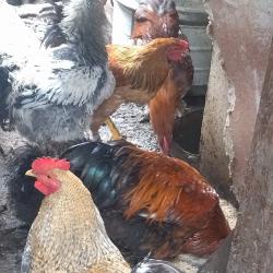 Домашни петли