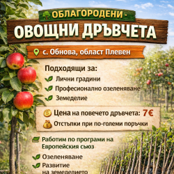 Овощни облагородени дръвчета