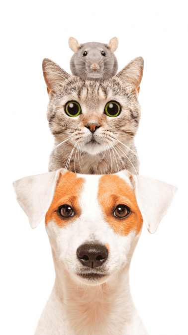 ЗОО Груп  ЗОО Борса на Колела  кучешка и котешка храна на едро