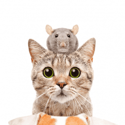 ЗОО Груп  ЗОО Борса на Колела  кучешка и котешка храна на едро