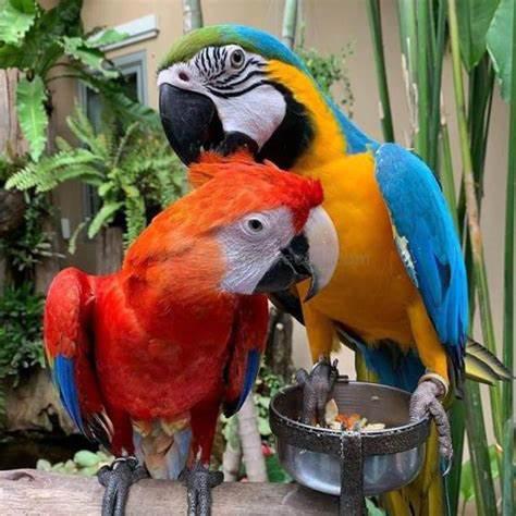 Beautiful blue and golden parrots Ara