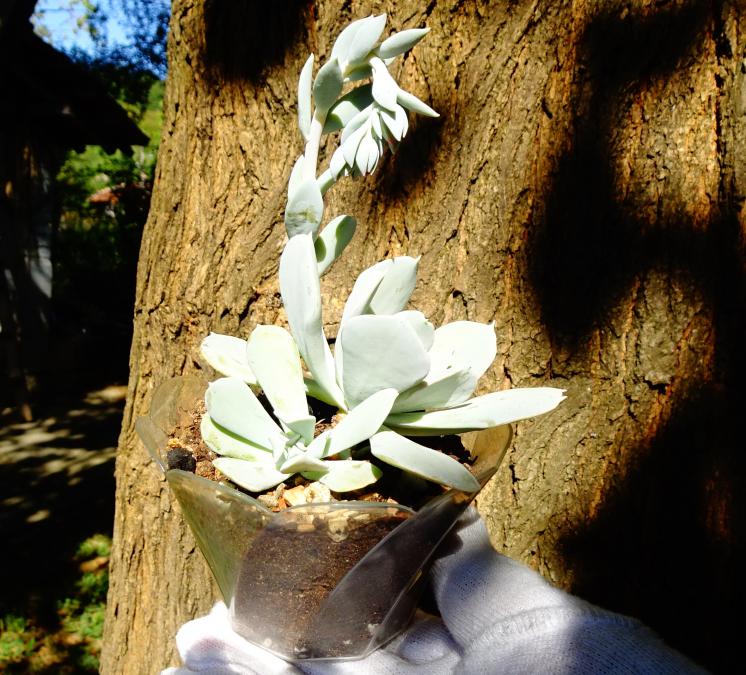 Сукулент Echeveria runionii Topsy Turvy