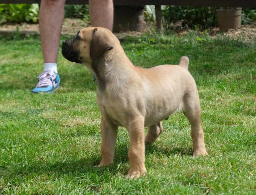 Boerboel южноафрикански мастиф кученца