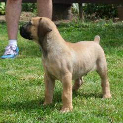 Boerboel южноафрикански мастиф кученца