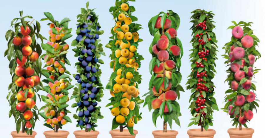 Предлагам качествени овощни дръвчета