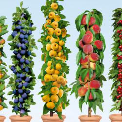 Предлагам качествени овощни дръвчета