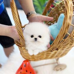 Чистокръвни кученца Померан за осиновяване