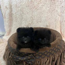 Висококачествени померанчета
