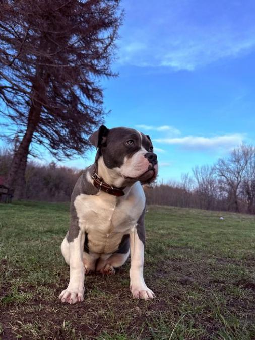 Уникално женско Американско Були XL American Bully XL  Blue & White