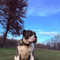 Уникално женско Американско Були XL American Bully XL  Blue & White