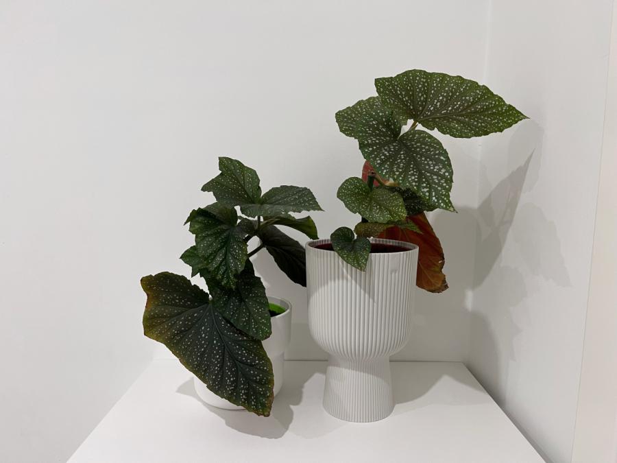 Цвете Бегония