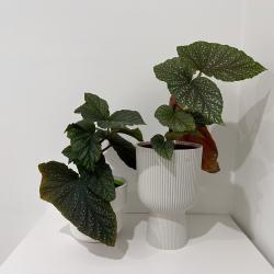 Цвете Бегония