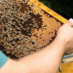 Купувам изградени пчелни пити Дадан-блат