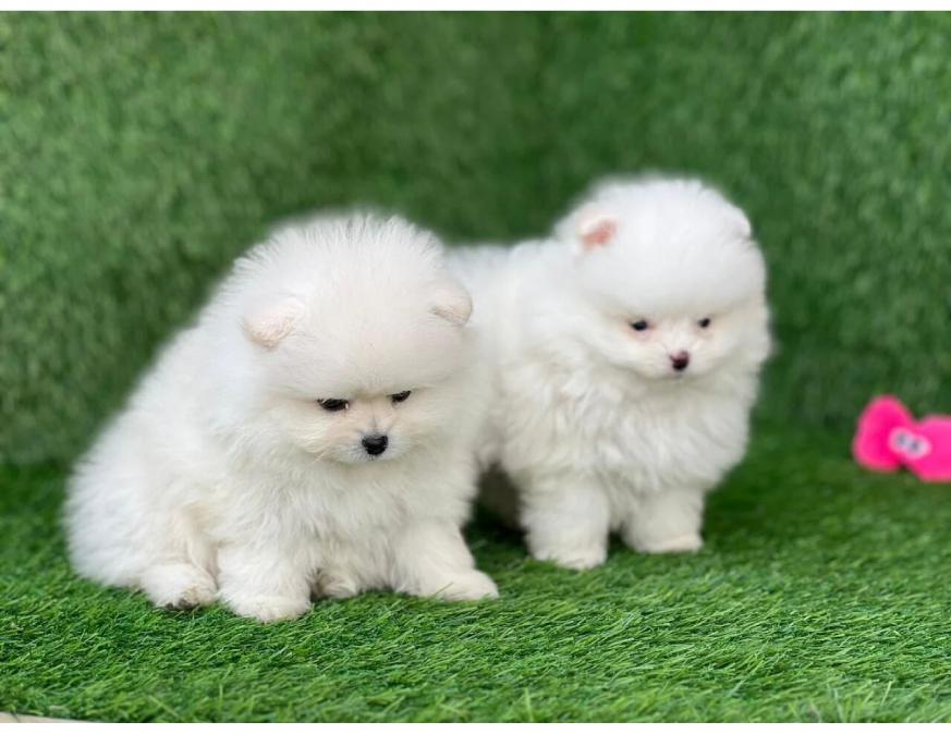 Очарователни кученца Померан