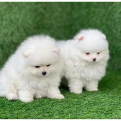 Очарователни кученца Померан