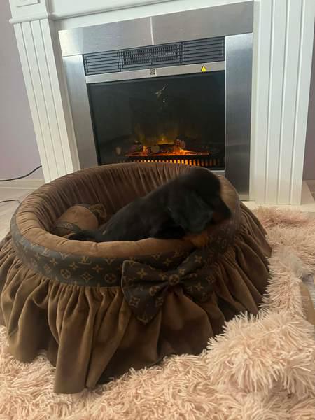 Дългокосмести джудже дакели