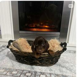 Дакели джудже късокосмести екстра мини