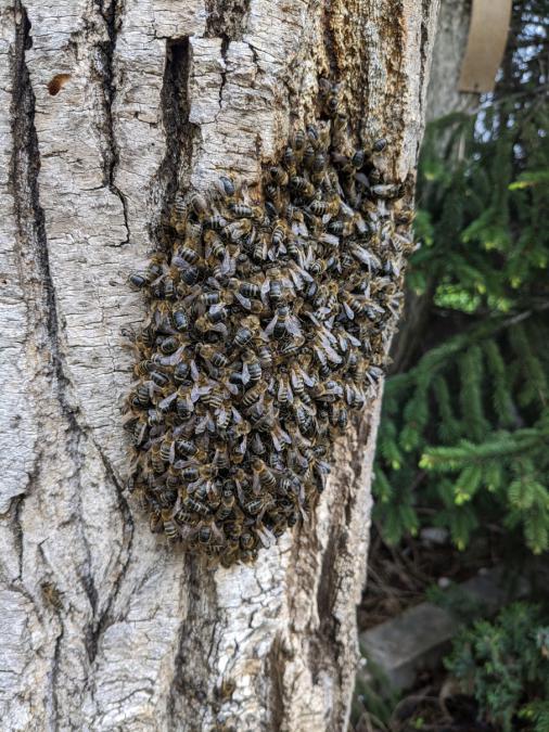 Ловене на пчели в София