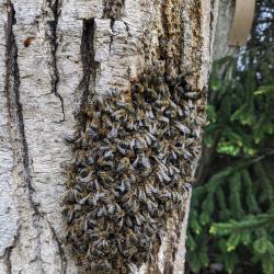Ловене на пчели в София