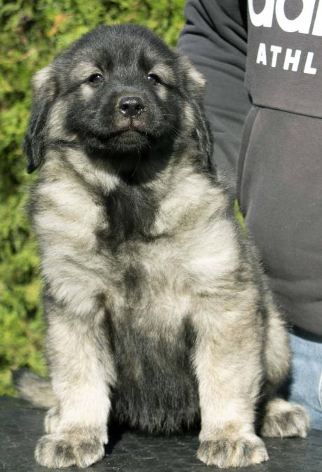 Югославско овчарско куче - Шарпланина кученца