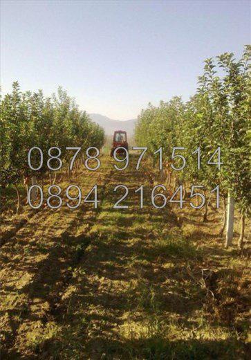 Код 15664. Овощните градини 41дка ябълки, череши и сливи. Масивите с
