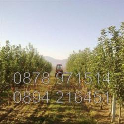 Код 15664. Овощните градини 41дка ябълки, череши и сливи. Масивите с