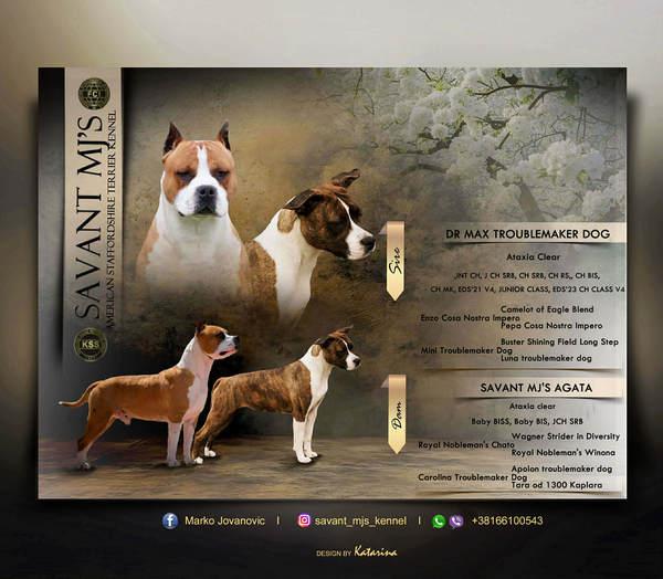 Кученца Американски стафордширски териер