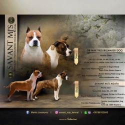 Кученца Американски стафордширски териер